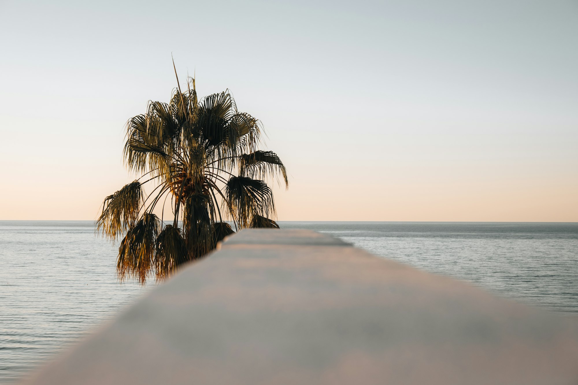 Palm tree leaning over the calm ocean